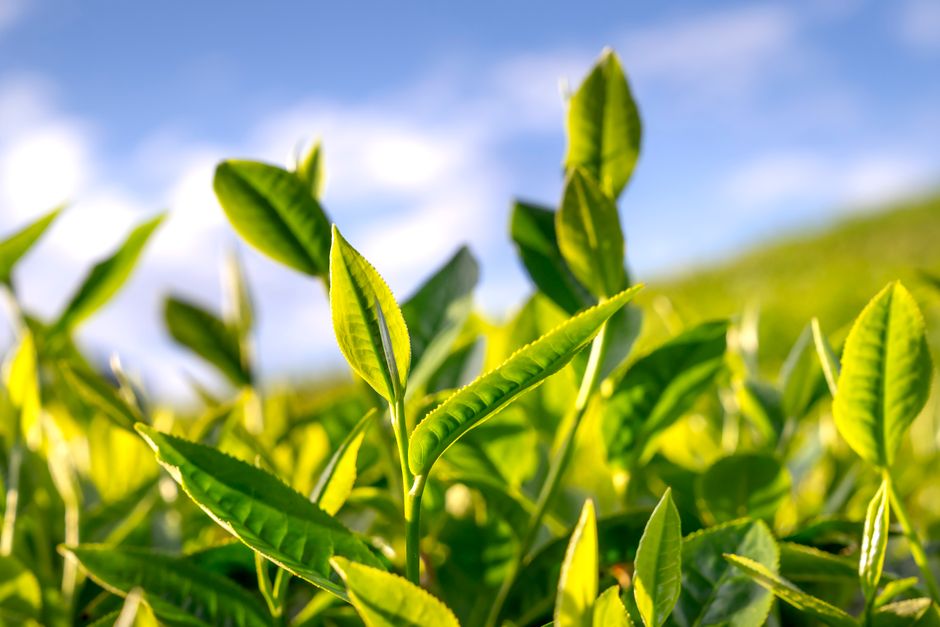 Té verde