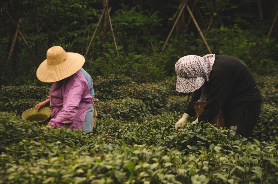 Té verde chino de primavera