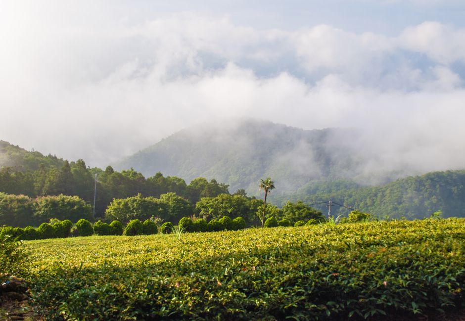 Té verde de montaña